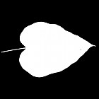 Filename=leaf_mask_00381.jpg
Filesize=23KiB
Dimensions=640x640
Date added=Sep 14, 2006 leaf_mask_00381.jpg