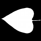 Filename=leaf_mask_00513.jpg
Filesize=22KiB
Dimensions=640x640
Date added=Sep 14, 2006 leaf_mask_00513.jpg
