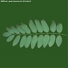 Filename=leaf_00291.jpg
Filesize=50KiB
Dimensions=640x640
Date added=Sep 14, 2006 leaf_00291.jpg