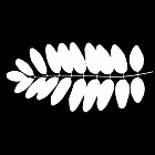 Filename=leaf_mask_00290.jpg
Filesize=45KiB
Dimensions=640x640
Date added=Sep 14, 2006 leaf_mask_00290.jpg