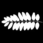 Filename=leaf_mask_00291.jpg
Filesize=43KiB
Dimensions=640x640
Date added=Sep 14, 2006 leaf_mask_00291.jpg