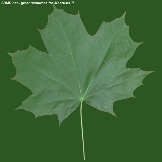 Maple Tree Leaf Texture  