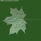 leaf_00005.jpg