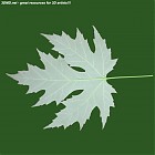 leaf_00121.jpg