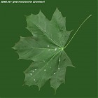 leaf_00184.jpg