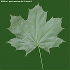 Filename=leaf_00269.jpg
Filesize=69KiB
Dimensions=640x640
Date added=Sep 14, 2006 leaf_00269.jpg