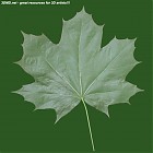 leaf_00269.jpg