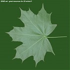 Filename=leaf_00271.jpg
Filesize=61KiB
Dimensions=640x640
Date added=Sep 14, 2006 leaf_00271.jpg