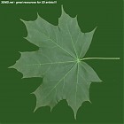 Filename=leaf_00272.jpg
Filesize=60KiB
Dimensions=640x640
Date added=Sep 14, 2006 leaf_00272.jpg