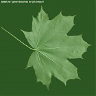 Filename=leaf_00405.jpg
Filesize=63KiB
Dimensions=640x640
Date added=Sep 14, 2006 leaf_00405.jpg