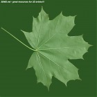 leaf_00405.jpg