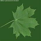 Filename=leaf_00406.jpg
Filesize=62KiB
Dimensions=640x640
Date added=Sep 14, 2006 leaf_00406.jpg