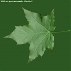 Filename=leaf_00437.jpg
Filesize=59KiB
Dimensions=640x640
Date added=Sep 14, 2006 leaf_00437.jpg