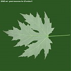 Filename=leaf_00476.jpg
Filesize=62KiB
Dimensions=640x640
Date added=Sep 14, 2006 leaf_00476.jpg