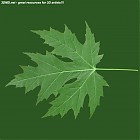 Filename=leaf_00477.jpg
Filesize=68KiB
Dimensions=640x640
Date added=Sep 14, 2006 leaf_00477.jpg