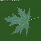 Filename=leaf_00506.jpg
Filesize=48KiB
Dimensions=640x640
Date added=Sep 14, 2006 leaf_00506.jpg