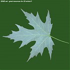 Filename=leaf_00507.jpg
Filesize=61KiB
Dimensions=640x640
Date added=Sep 14, 2006 leaf_00507.jpg