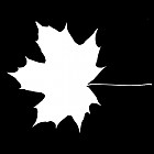 Filename=leaf_mask_00004.jpg
Filesize=27KiB
Dimensions=640x640
Date added=Sep 14, 2006 leaf_mask_00004.jpg