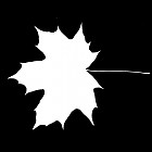 Filename=leaf_mask_00005.jpg
Filesize=27KiB
Dimensions=640x640
Date added=Sep 14, 2006 leaf_mask_00005.jpg