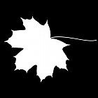 Filename=leaf_mask_00112.jpg
Filesize=27KiB
Dimensions=640x640
Date added=Sep 14, 2006 leaf_mask_00112.jpg