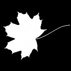 Filename=leaf_mask_00113.jpg
Filesize=27KiB
Dimensions=640x640
Date added=Sep 14, 2006 leaf_mask_00113.jpg