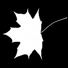 Filename=leaf_mask_00114.jpg
Filesize=28KiB
Dimensions=640x640
Date added=Sep 14, 2006 leaf_mask_00114.jpg