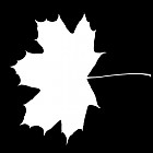 leaf_mask_00185.jpg