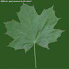 Filename=maple_tree_leaf_texture.jpg
Filesize=59KiB
Dimensions=640x640
Date added=Sep 14, 2006 maple_tree_leaf_texture.jpg