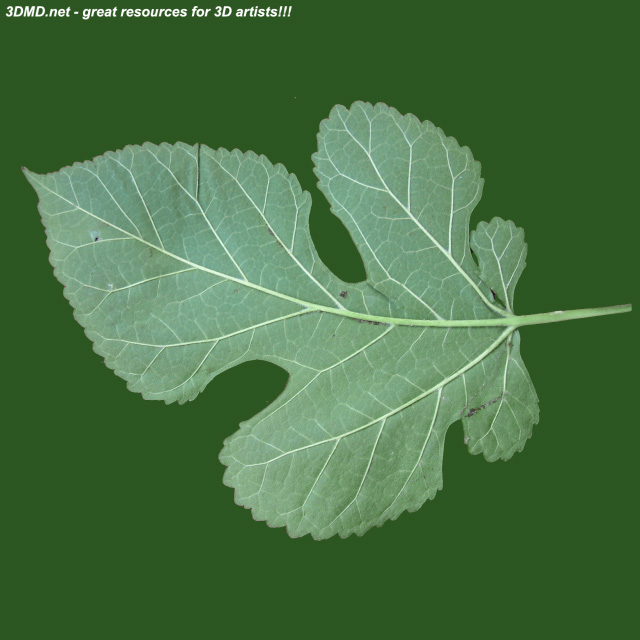 Leaf        