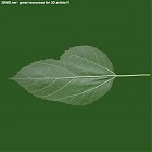 Filename=leaf_00010.jpg
Filesize=46KiB
Dimensions=640x640
Date added=Sep 14, 2006 leaf_00010.jpg