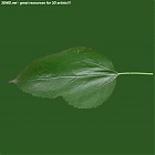 Filename=leaf_00011.jpg
Filesize=51KiB
Dimensions=640x640
Date added=Sep 14, 2006 leaf_00011.jpg
