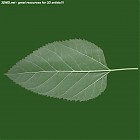 leaf_00018.jpg