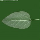 Filename=leaf_00018.jpg
Filesize=53KiB
Dimensions=640x640
Date added=Sep 14, 2006 leaf_00018.jpg