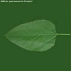 Filename=leaf_00019.jpg
Filesize=47KiB
Dimensions=640x640
Date added=Sep 14, 2006 leaf_00019.jpg