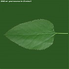 leaf_00019.jpg