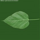 Filename=leaf_00073.jpg
Filesize=52KiB
Dimensions=640x640
Date added=Sep 14, 2006 leaf_00073.jpg