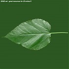 Filename=leaf_00074.jpg
Filesize=64KiB
Dimensions=640x640
Date added=Sep 14, 2006 leaf_00074.jpg