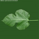 Filename=leaf_00075.jpg
Filesize=64KiB
Dimensions=640x640
Date added=Sep 14, 2006 leaf_00075.jpg