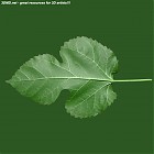 leaf_00075.jpg