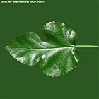 Filename=leaf_00076.jpg
Filesize=85KiB
Dimensions=640x640
Date added=Sep 14, 2006 leaf_00076.jpg