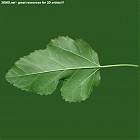 Filename=leaf_00077.jpg
Filesize=57KiB
Dimensions=640x640
Date added=Sep 14, 2006 leaf_00077.jpg
