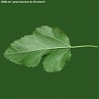 leaf_00077.jpg