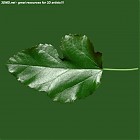 Filename=leaf_00078.jpg
Filesize=67KiB
Dimensions=640x640
Date added=Sep 14, 2006 leaf_00078.jpg