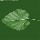 Filename=leaf_00079.jpg
Filesize=59KiB
Dimensions=640x640
Date added=Sep 14, 2006 leaf_00079.jpg