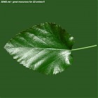Filename=leaf_00080.jpg
Filesize=73KiB
Dimensions=640x640
Date added=Sep 14, 2006 leaf_00080.jpg