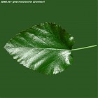 leaf_00080.jpg