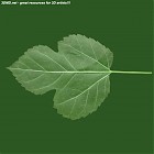 Filename=leaf_00087.jpg
Filesize=47KiB
Dimensions=640x640
Date added=Sep 14, 2006 leaf_00087.jpg