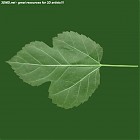 leaf_00087.jpg