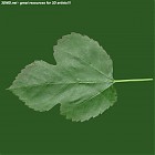 leaf_00088.jpg