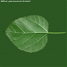 Filename=leaf_00211.jpg
Filesize=66KiB
Dimensions=640x640
Date added=Sep 14, 2006 leaf_00211.jpg
